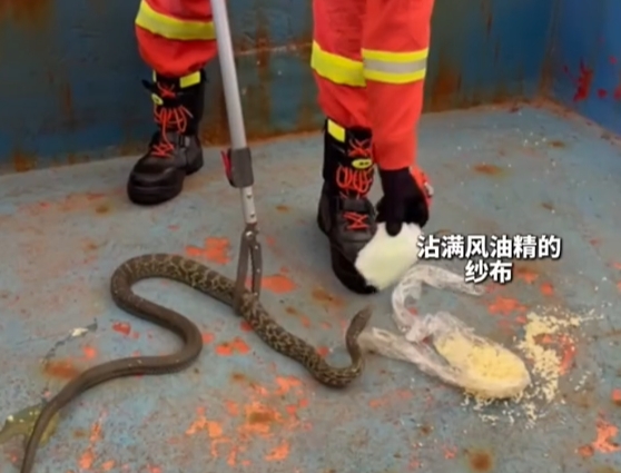 哪種驅(qū)蛇方式最有效？消防員實驗告訴你